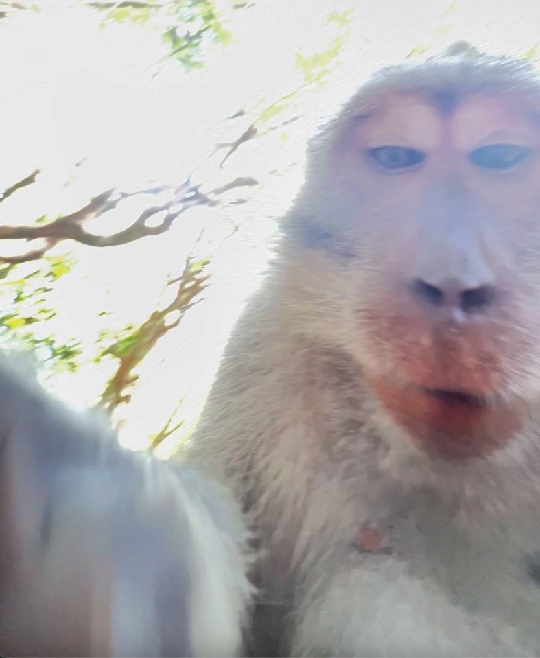 The monkey looked fascinated by his own face being on the screen