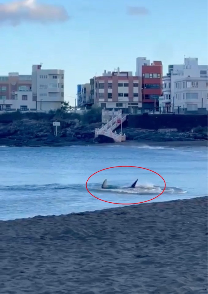 A Gran Canaria beach was closed to bathing after a seven-foot shark terrified locals