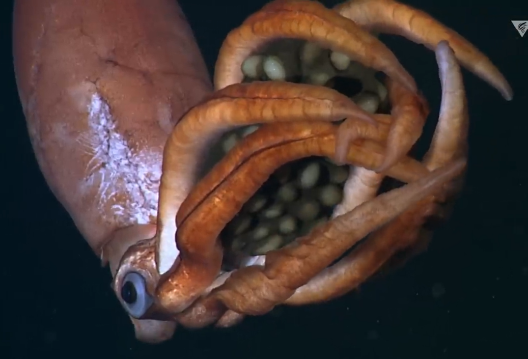 Last month, an unknown deep-sea squid was seen carrying translucent eggs