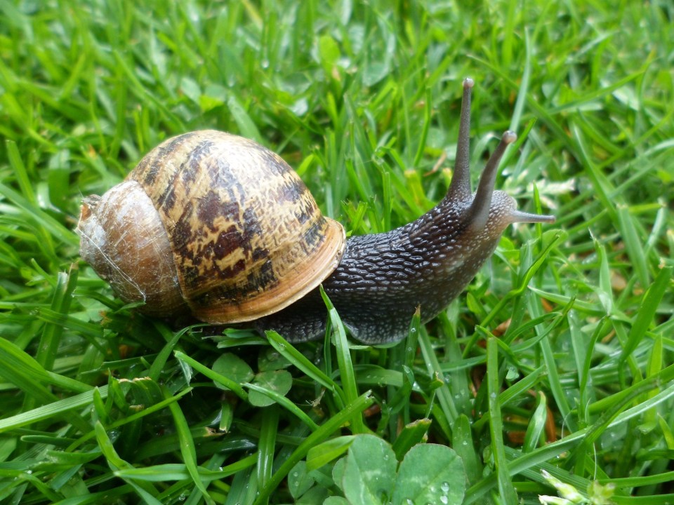 We have five non-harmful methods for keeping slugs and snails away from your flowers