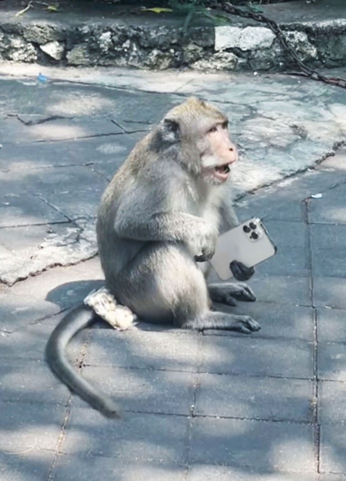 A monkey stole a tourist's phone for over 45 minutes as it filmed itself running off into the jungle