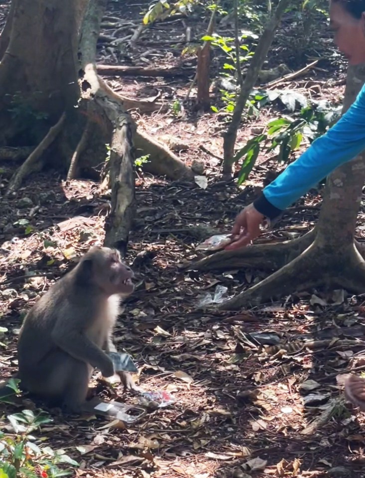 The monkey was offered peanuts to drop the phone before it ran off into the woods