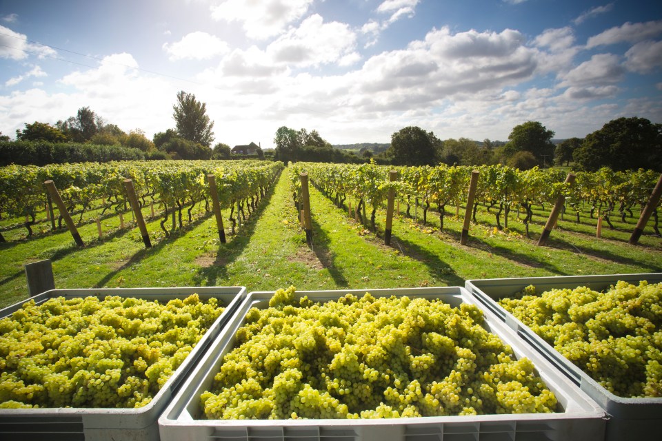 Tenterden is home to award-winning vineyard Chapel Down, which offers daily tours and tastings