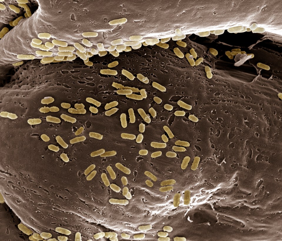 E. coli are sausage shaped and present in enormous numbers in the intestines of animals