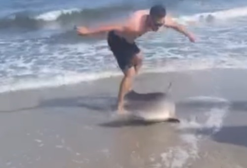 At one point the shark seems to try to bite his rescuer