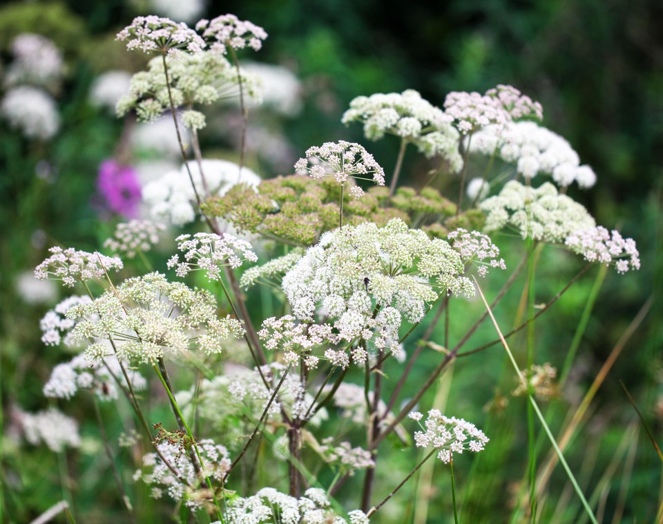 Allergies can cause or intensify chest pain