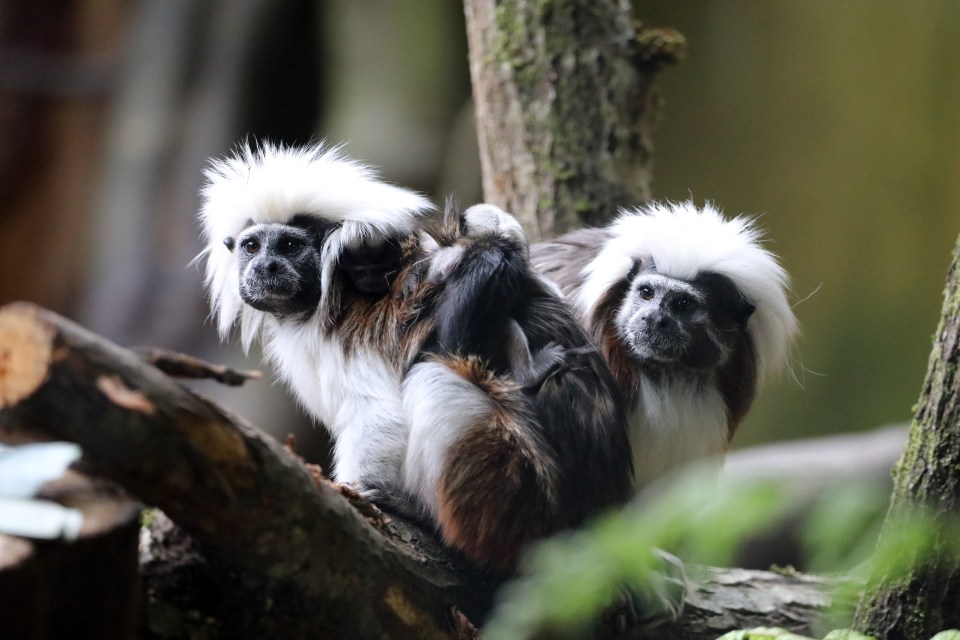 An endangered baby tamarin has been named after the singer at Edinburgh zoo