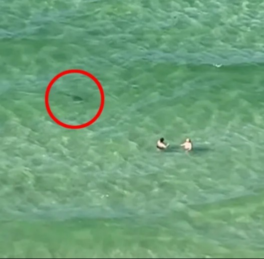 The horrifying footage shows the shark swimming just metres away from the two people