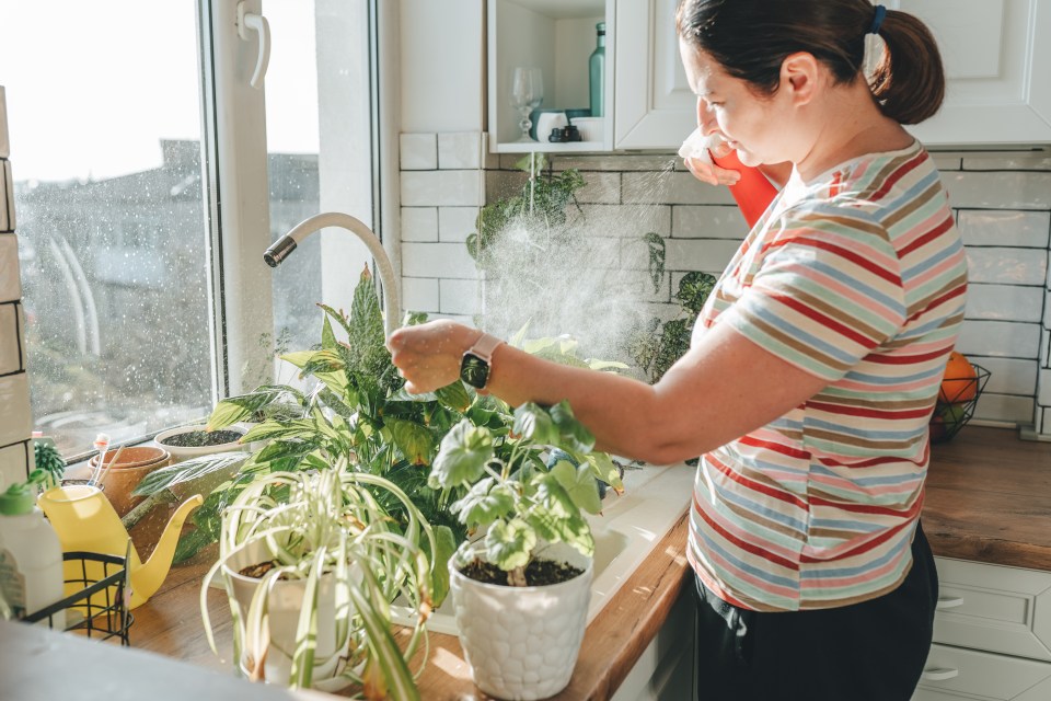 We have four tips to keep your plants hydrated while you’re on holiday