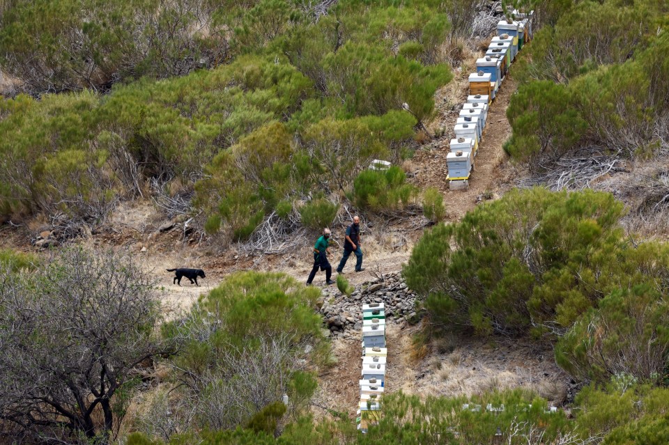 a row of beehives are lined up on a hillside