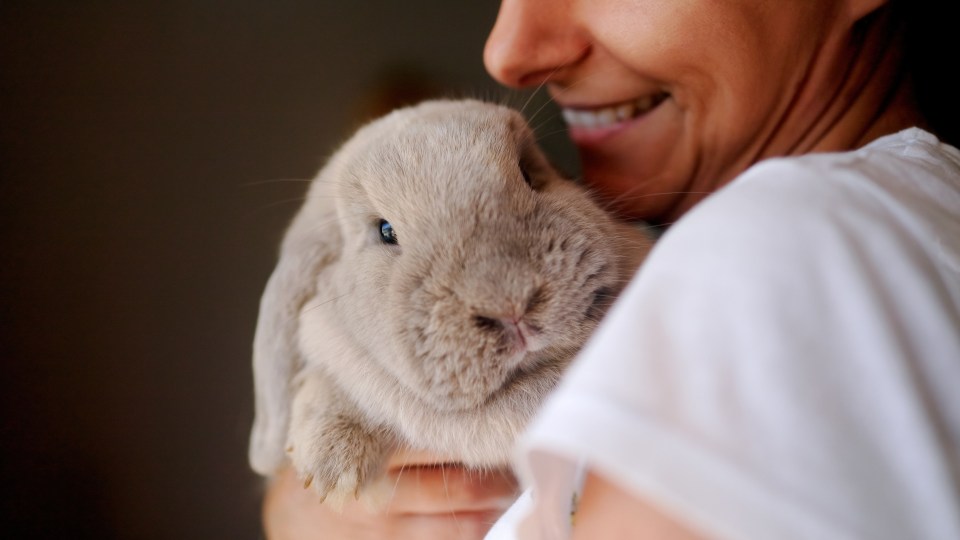 Lettuce contains a sedative called lactucarium and is also bad for rabbits