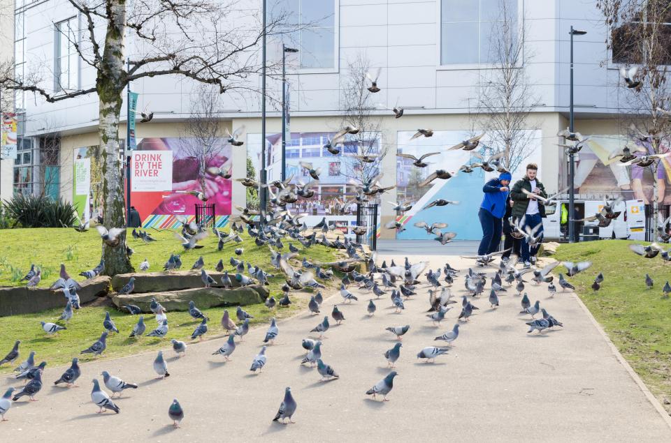 A flock of pigeons in Derby Riverside Gardens