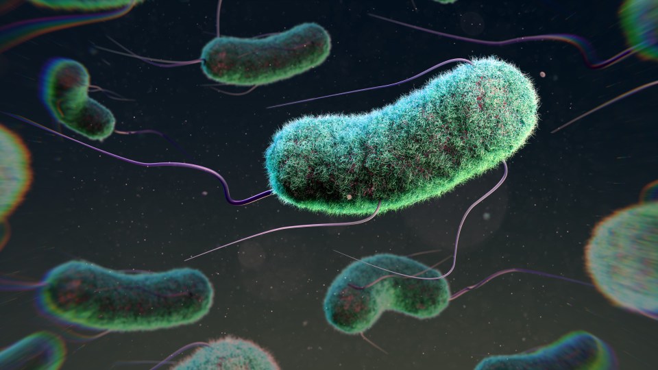 Shiga toxin-producing Escherichia coli can cause gastrointestinal illness that can become severe