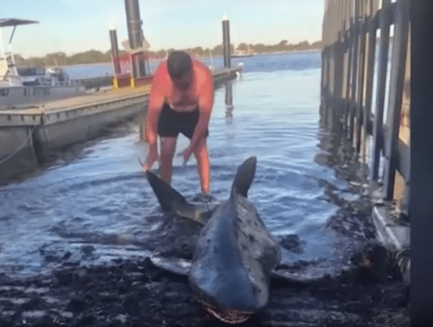 The 10ft bronze whaler had been accidentally caught by Tristan’s two sons