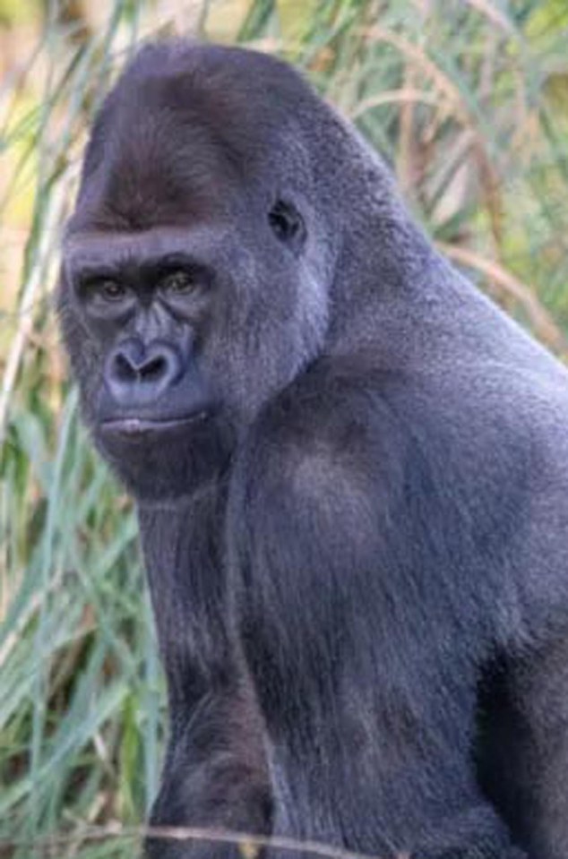 Paignton Zoo has announced the death of the UK’s oldest silverback gorilla – Pertinax, at the age of 42