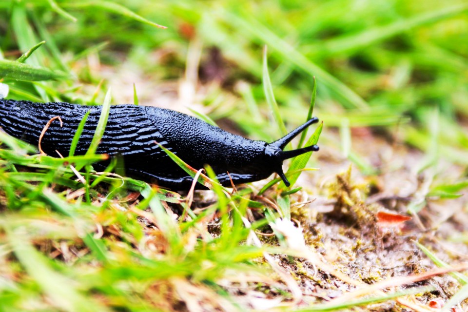 Slugs can be a real nuisance when they get into gardens