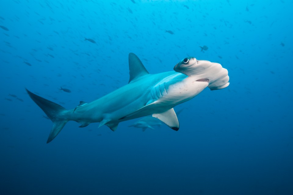 Hammerhead sharks are generally not considered highly dangerous to humans