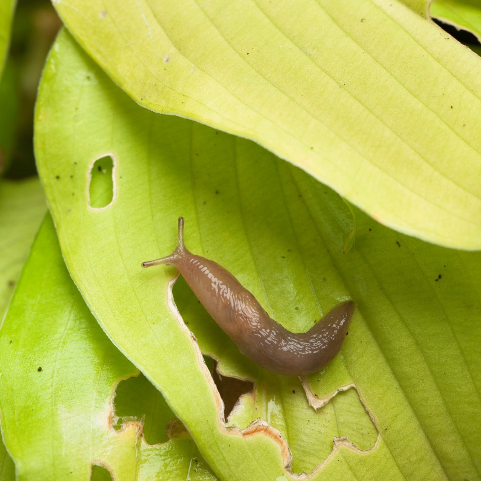 Slugs are still going strong this Summer - and they love Hostas.