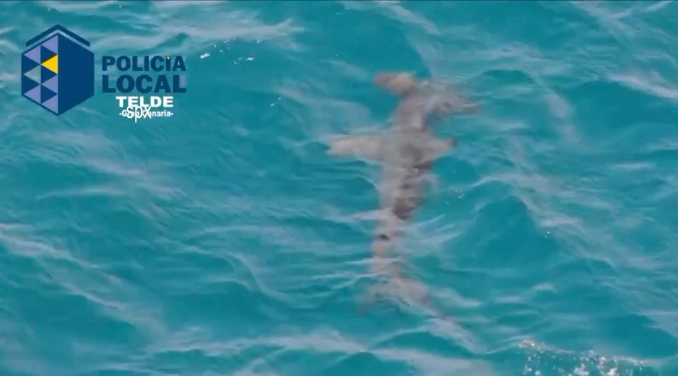 A police drone spotted the hammerhead shark lurking off the beach