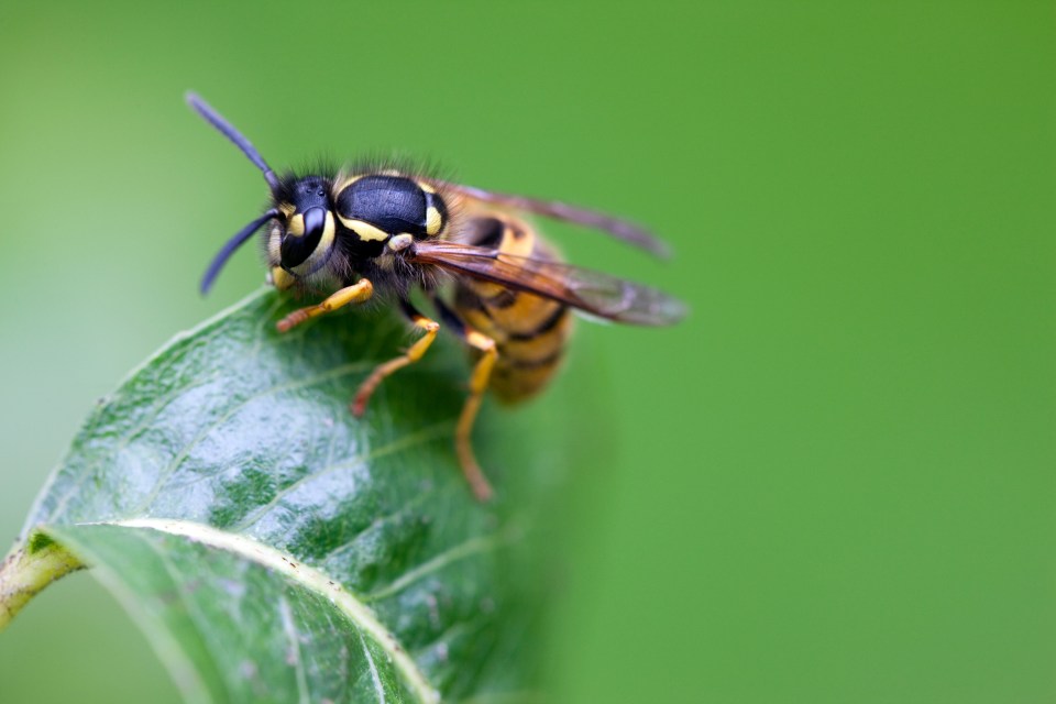 If you can't stand wasps flying around in your garden, then you've come to the right place