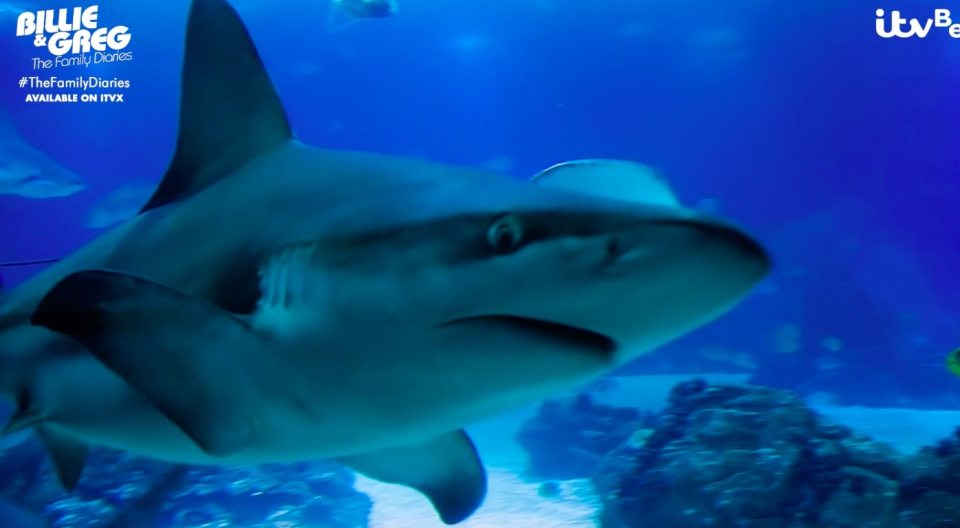 Greg has his brush with the shark while on holiday