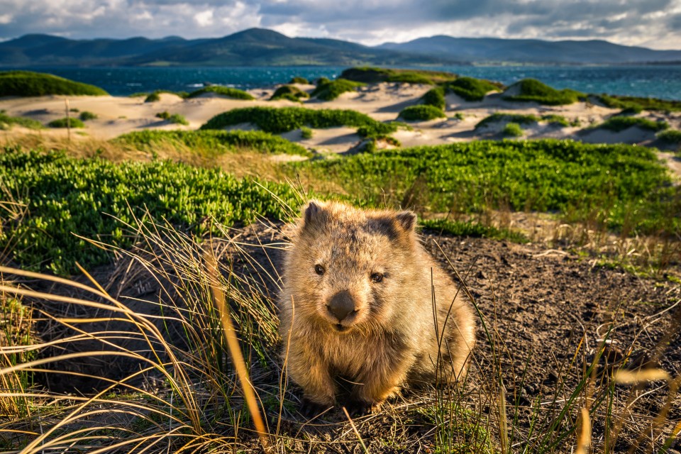 For fitness lovers and animal enthusiasts, become a Wombat Walker