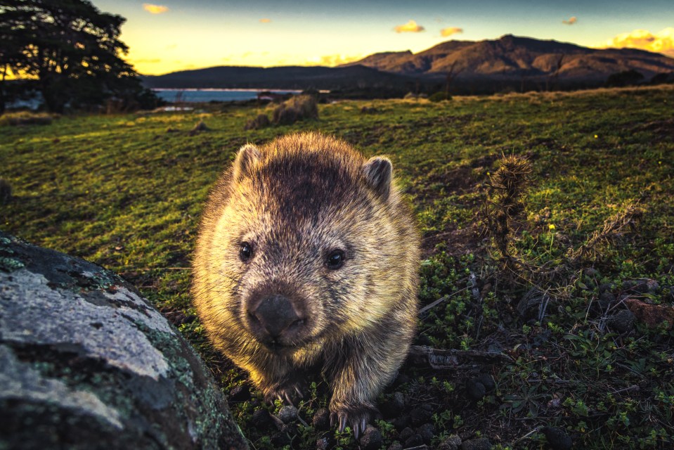 In one job, workers could be walking a wombat instead of their canine pet