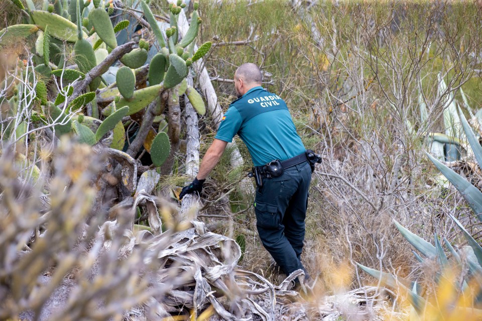 A search expert, Juan García, has suggested Jay could be alive and eating plants in the wilderness