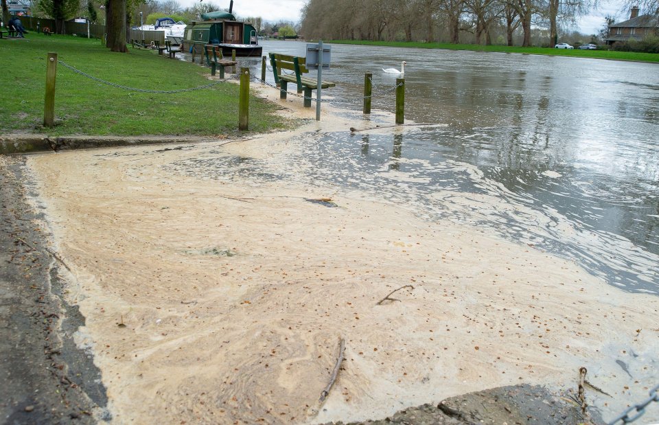 Sewage floats on the River Thames in Datchet, Berkshire where swans, geese and ducks are feeding, with Thames Water behind the discharge