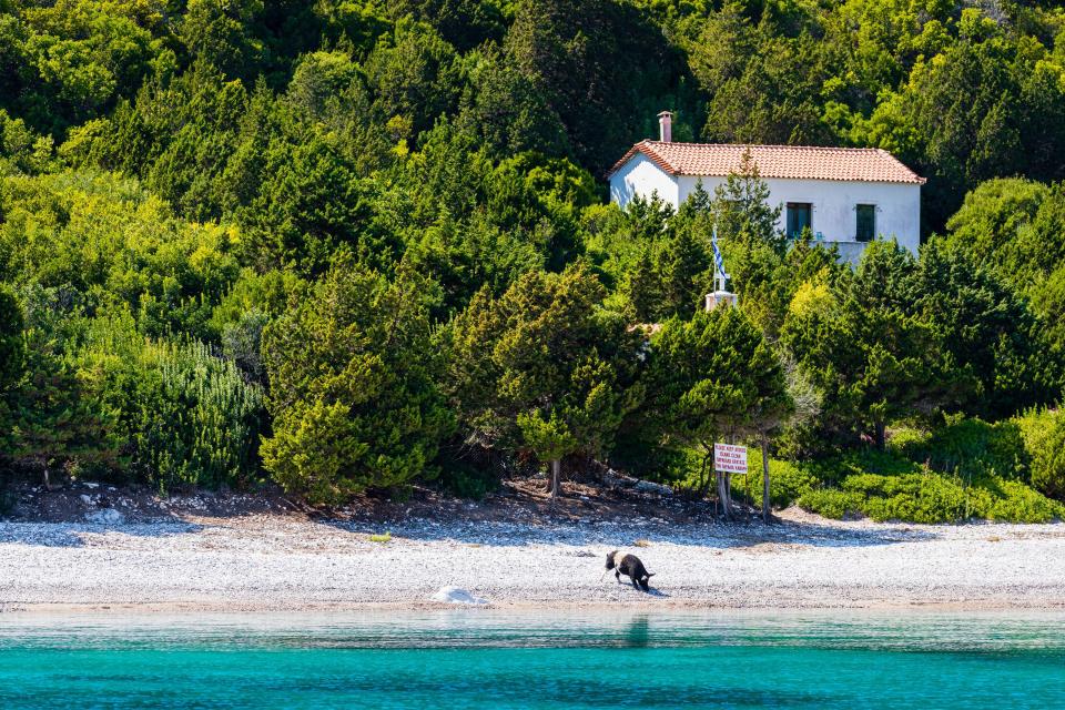 The pigs are said to be friendly and enjoy welcoming visitors to the island