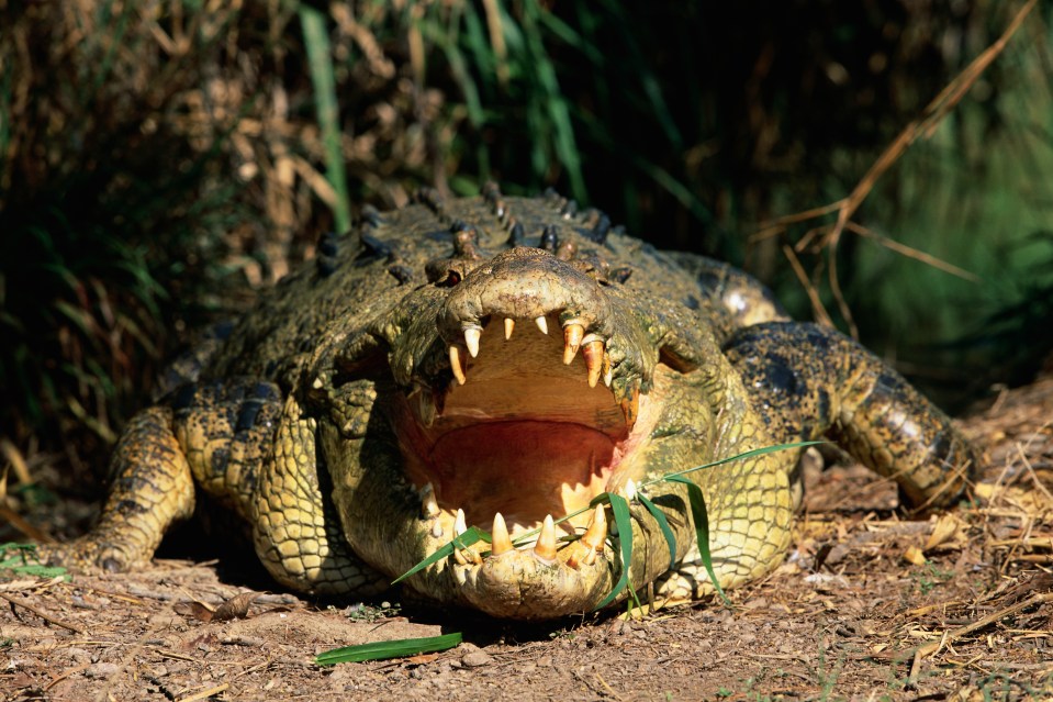 The Northern Territory is home to an estimated 100,000 saltwater crocodiles