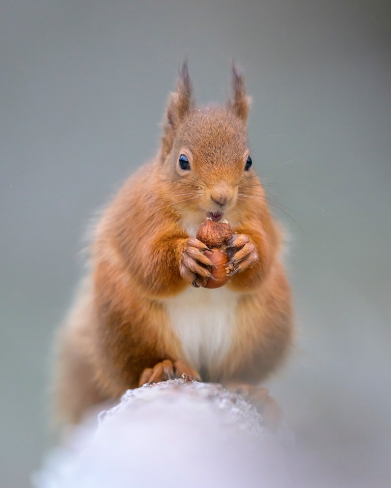 Feeding squirrels is not illegal however there can be restrictions