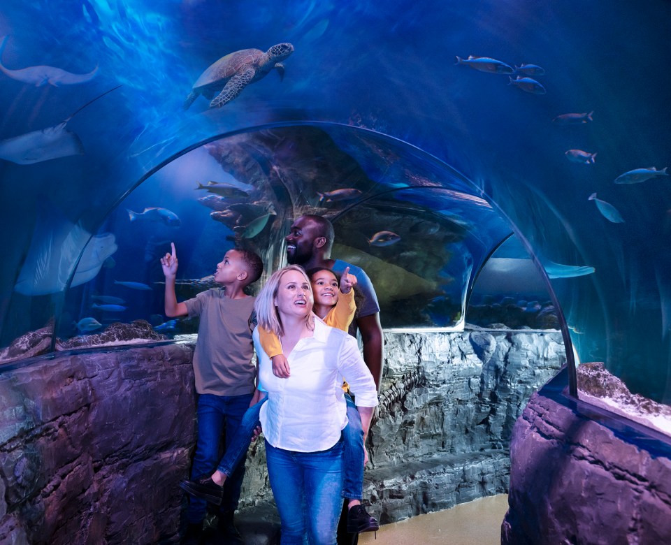 Get tunnel vision under water at Sea Life