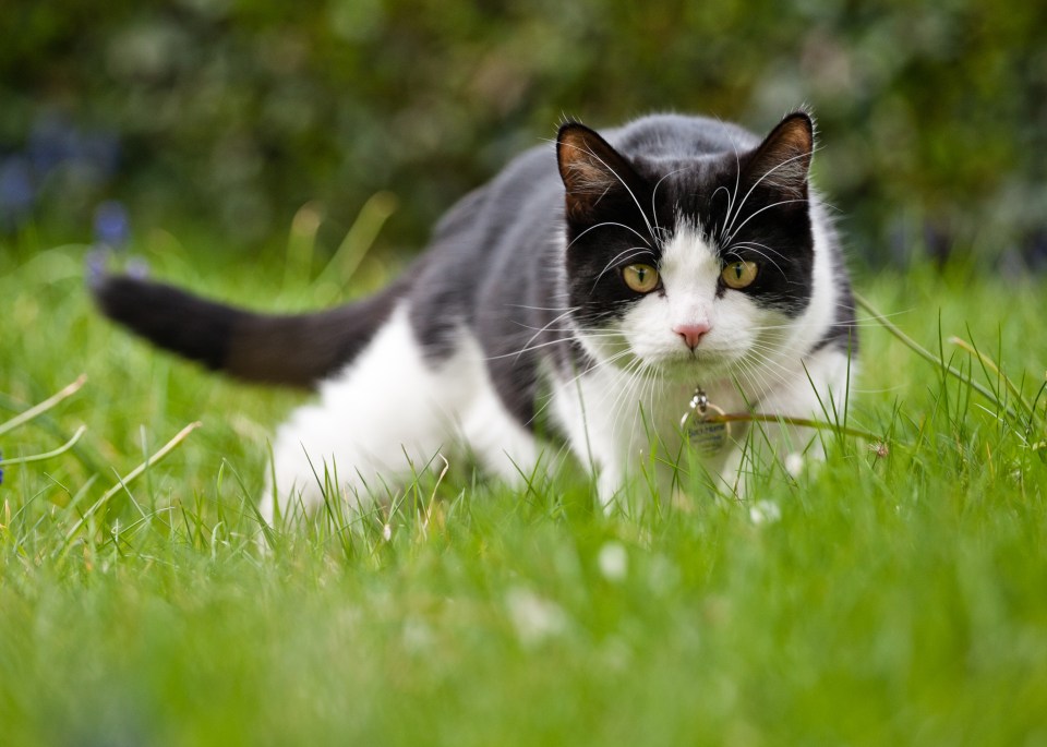 If your next door neighbours’ cat has been pooing in your garden, then don’t worry, we’ve got you covered