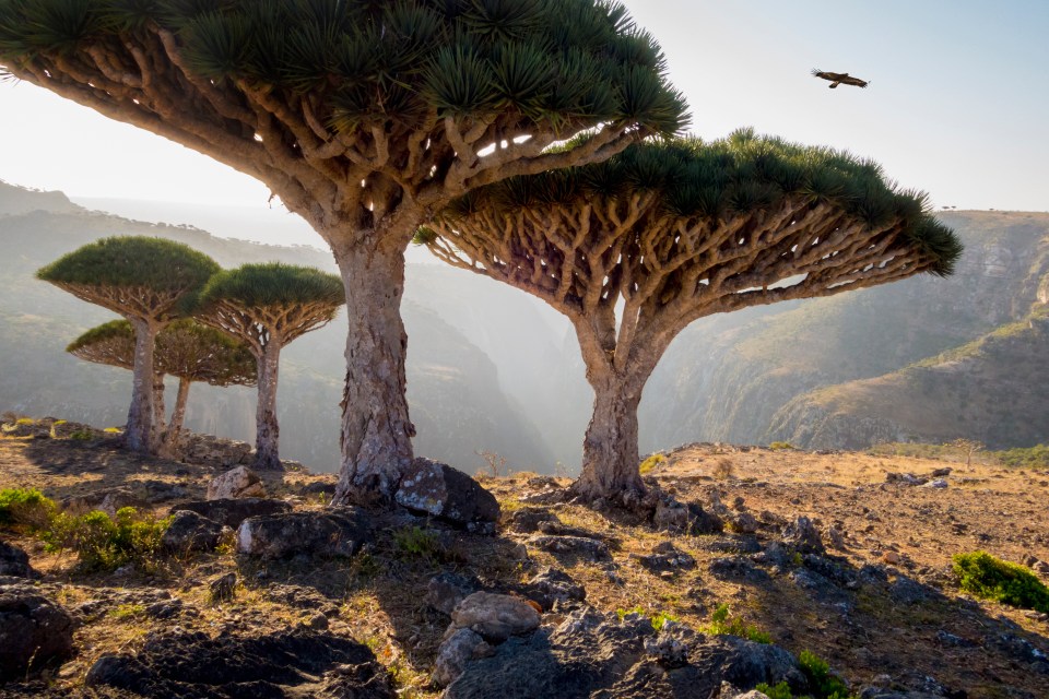 The landscape of Socotra Island is dotted with Dragon Blood trees