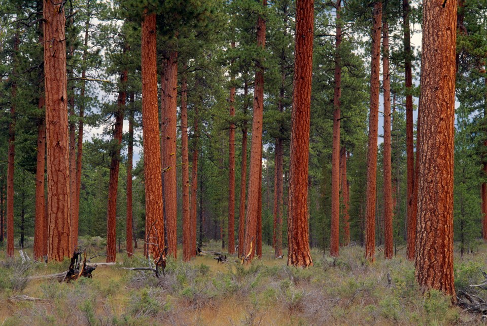 The forest is home to trails for walking, cycling and plenty of other activities