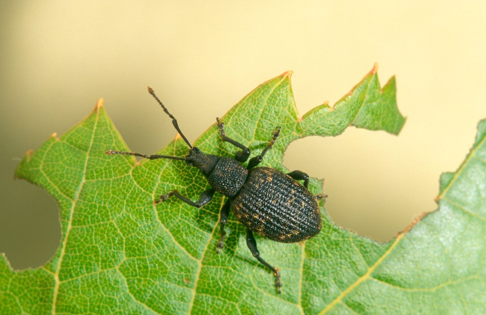 Vine weevils are not able to swim so submerged your plants for short periods of time can help get rid of them (stock image)