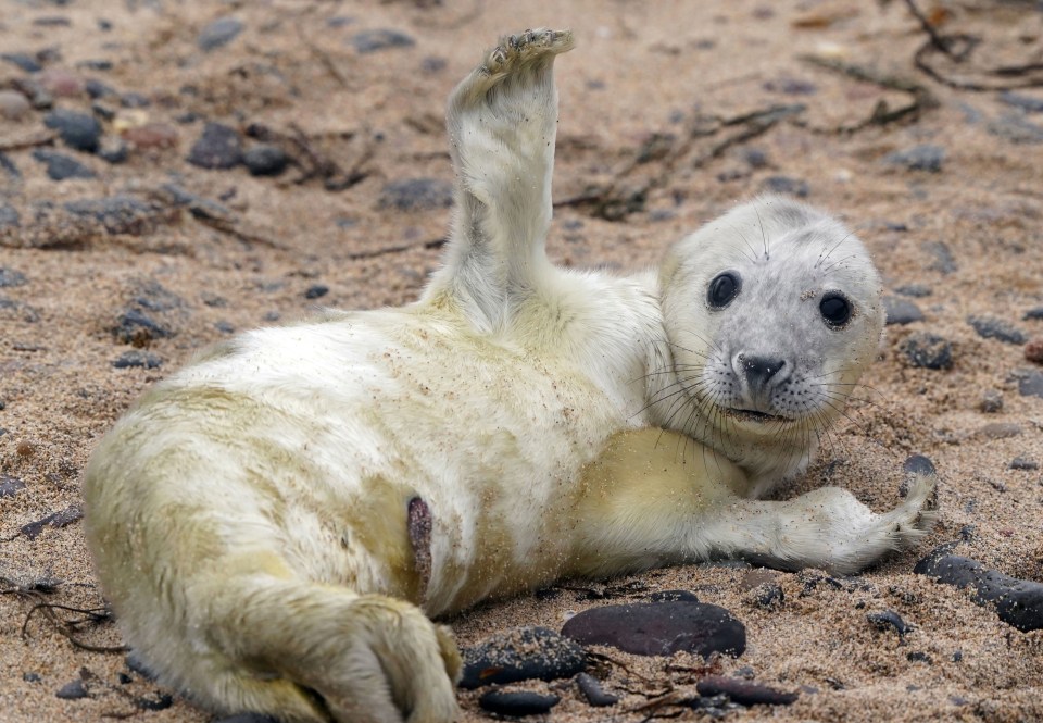 Seal pups lay expectantly on the rocks around the isles waiting for their doting parents