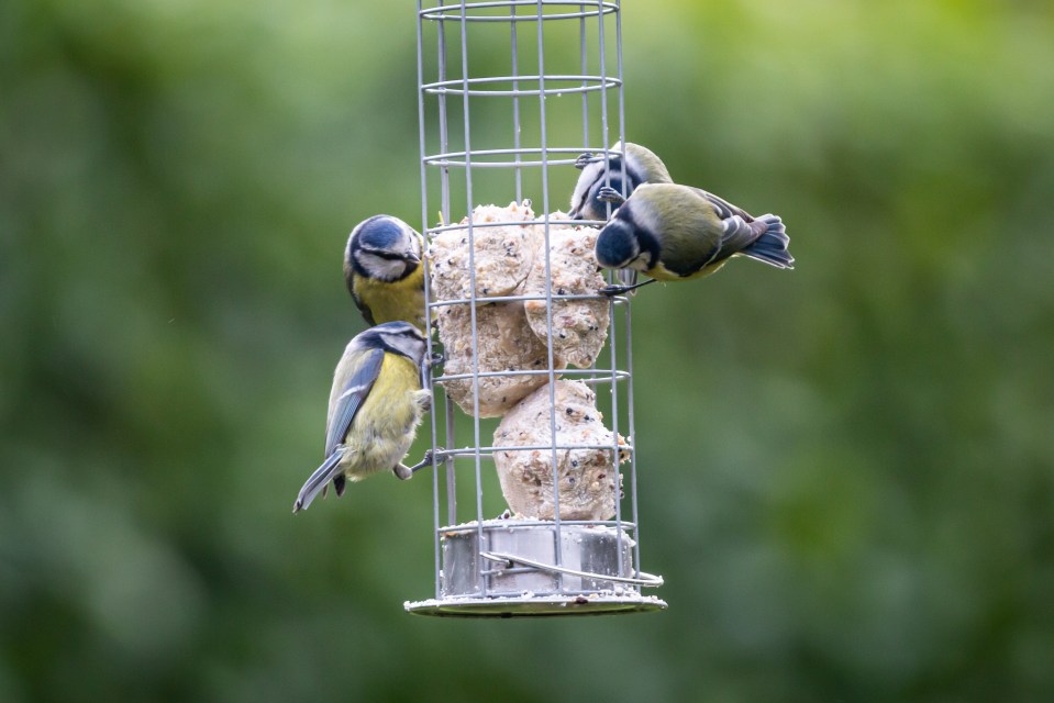 Blue Tits on a Bird Feeder in the Sussex Sunshine