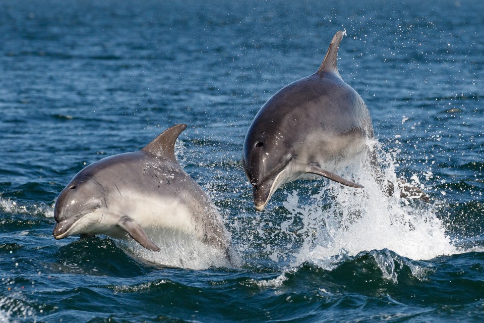 Dolphins are also frequently spotted on the tours, although they were shy when I visited