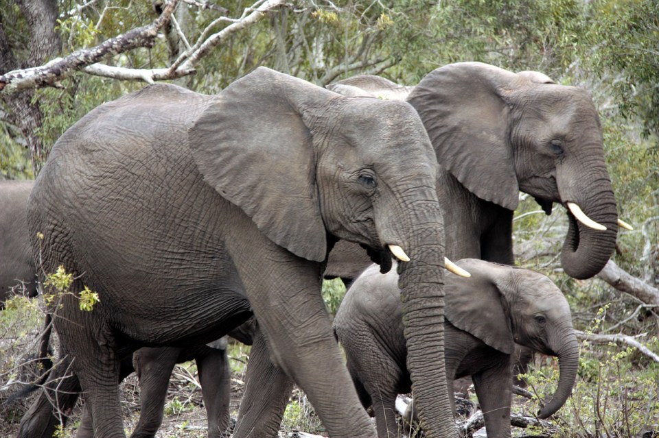 A herd of elephants trampled the Spanish tourist to death