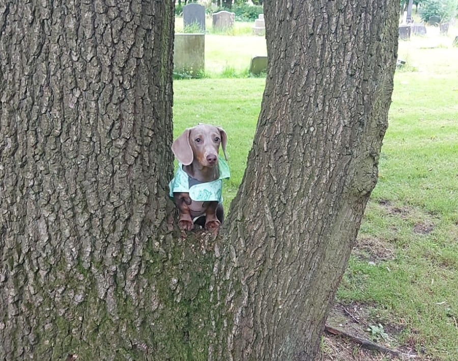 Bella the tree climbing dog is our star of the week