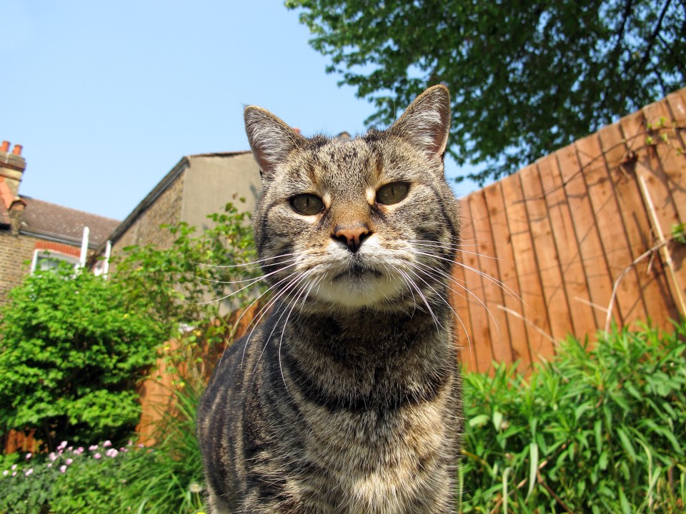 Cats are known to hate the smell of citrus fruits