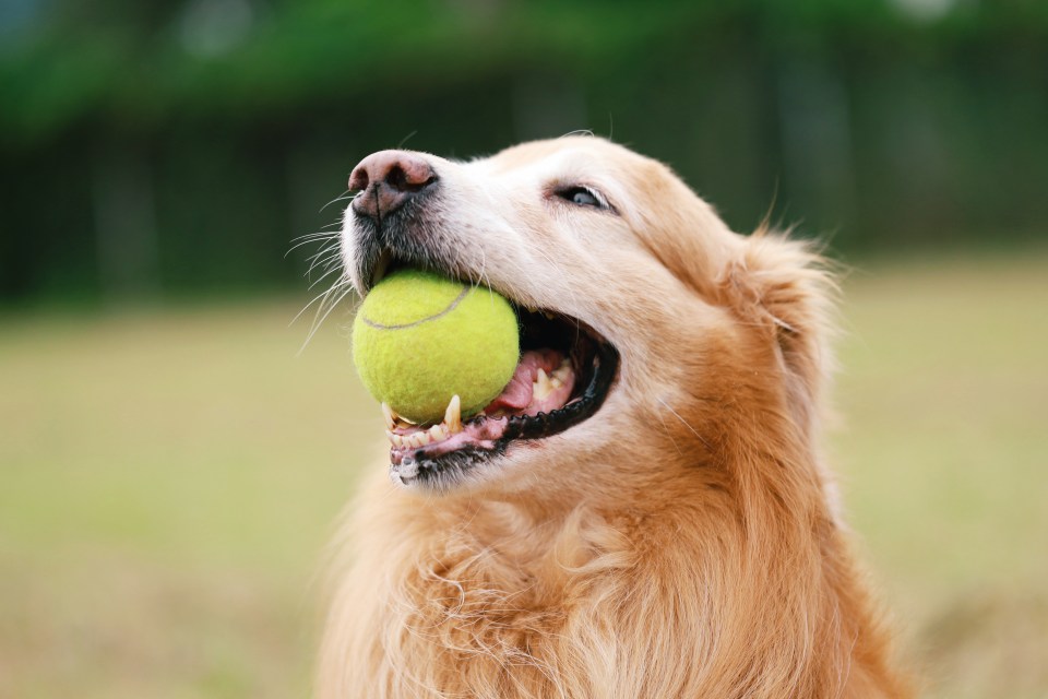 Dogs lose a staggering 140million balls each year