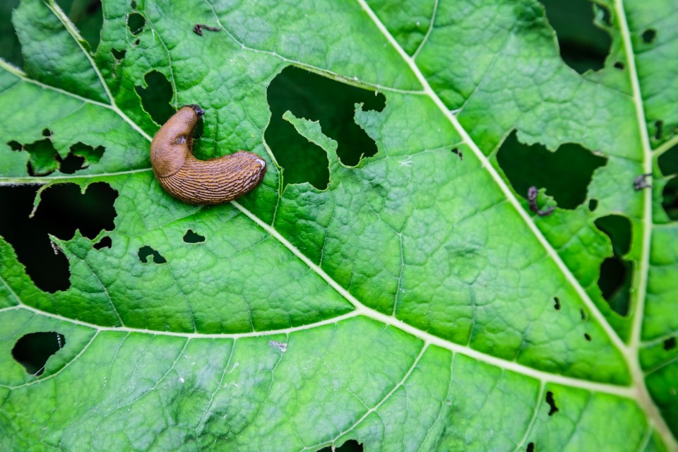 There’s a simple and free way to stop slugs gobbling your plants