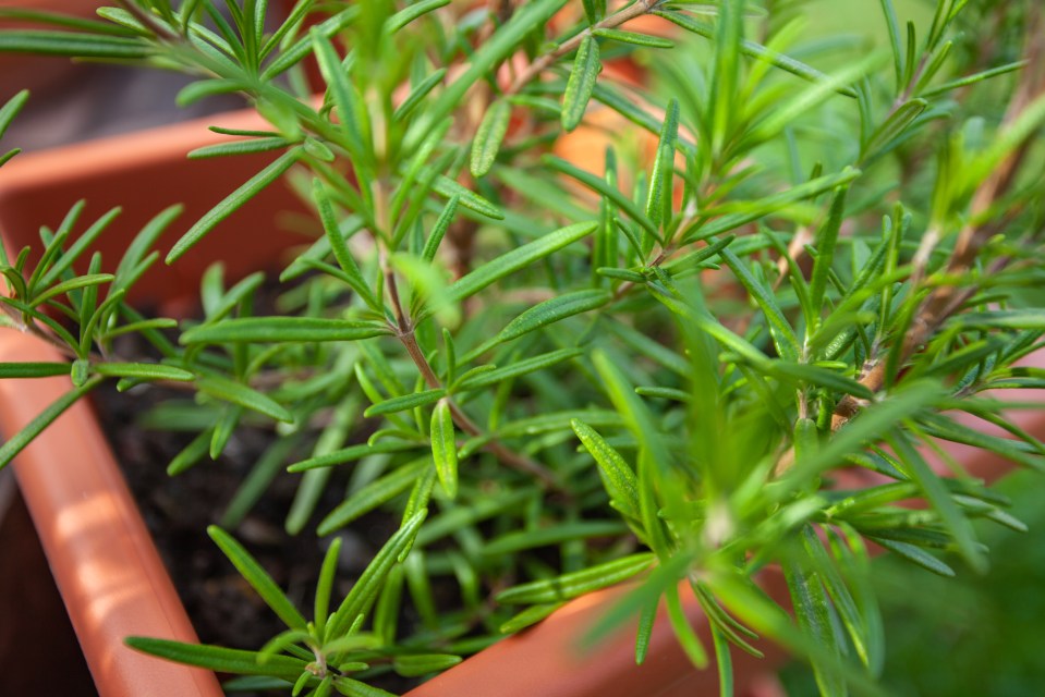 So if you're on a budget but are fed up with rats climbing all over your plants, then you'll need to grab some rosemary