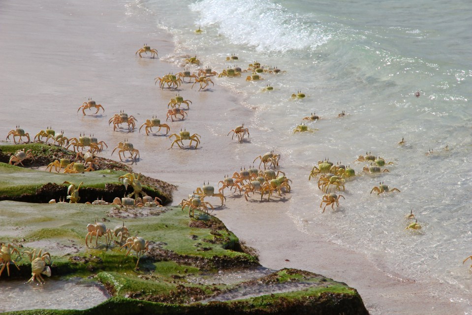 Crab can be seen coming out of the water in Shuab bay in Socotra Island