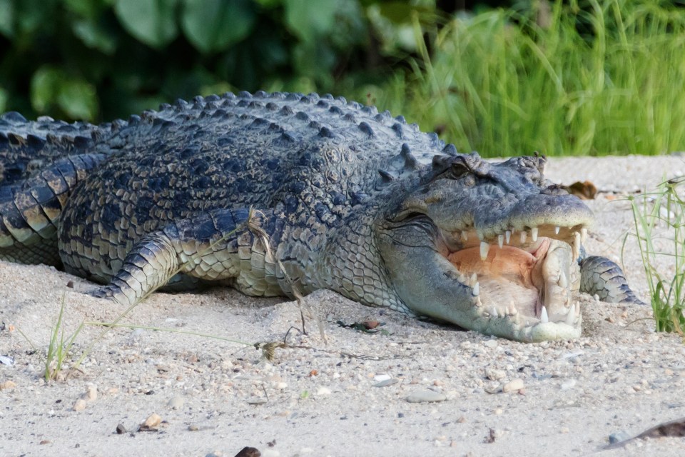 Saltwater crocodiles are larger and more dangerous and aggressive to humans and can grow up to 6 metres in length