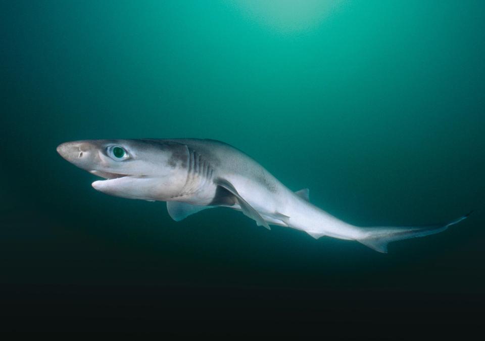 The Brazilian sharpnose sharks were found with high levels of cocaine in their systems