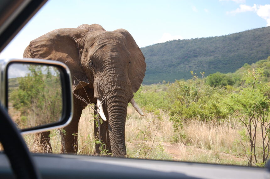 The Pilanesberg National Park in North WestProvince is 100 miles from Johannesburg